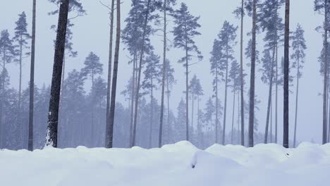 Static-shot-of-forest-clearing-covered-with-snow-drifts-during-morning-snowfall