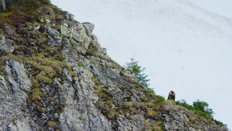 a chamois stands up and walks away from an exposed rock face