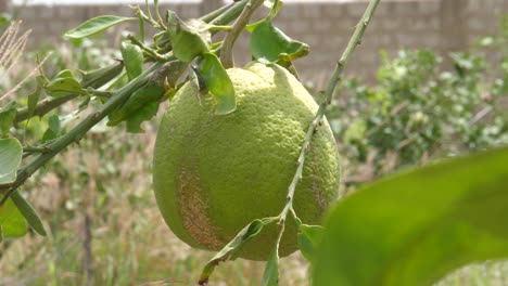 Close-up-of-hanging-lemons