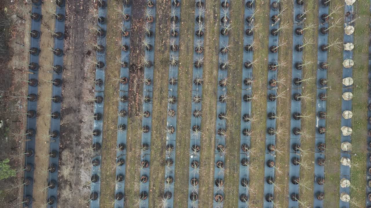 장식 식물의 유치원 위를 천천히 날아다니는