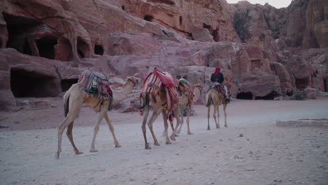 los camellos descansan frente al tesoro o al-khazneh, petra, jordania