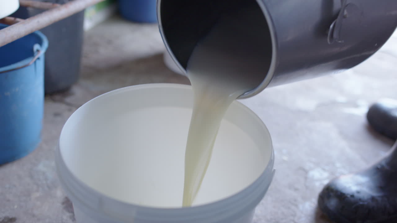 HANDHELD - Fresh milk is poured from the stainless steel to the plastic bucket