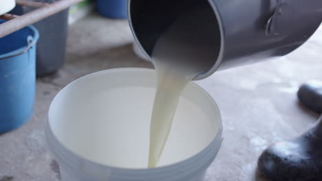 handheld - fresh milk is poured from the stainless steel to the plastic bucket