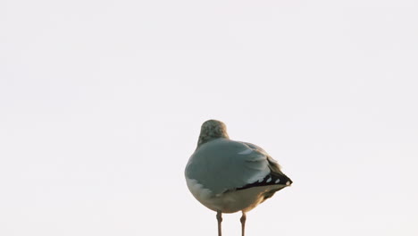 Medium-shot-of-a-seagull-on-a-rooftop-in-Maine,-standing-against-a-grey-sky-background