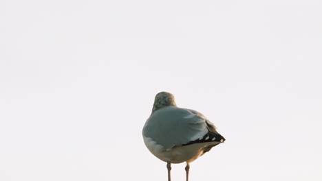 tiro medio de una gaviota en un tejado en maine, de pie contra un fondo de cielo gris