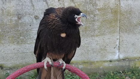 zoom out close up of young vulture on perch screaming