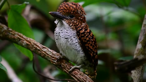 a tree kingfisher and one of the most beautiful birds found in thailand within tropical rain-forests