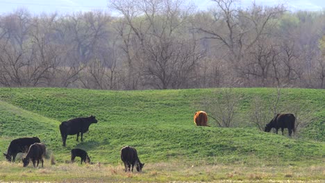 cattle grazing in a green field