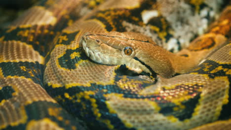 giant reticulated python close up