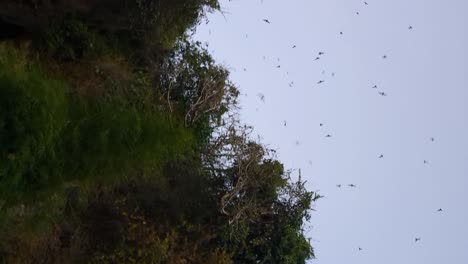 thousands of bats fly among palm trees at bangkang cave, lombok, indonesia, vertical