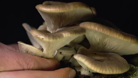 Close-up-of-woman's-hand-harvesting-homegrown-mushroom-on-black-background