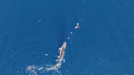 young humpback whale swimming in the ocean in moorea, french polynesia