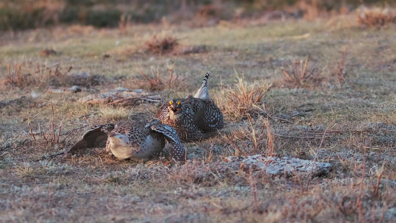 수 샤프테일 가루즈 (sharptail grouse) 는 아침 레크 (lek) 의 초원 에서 춤 싸움 에 참여 한다.