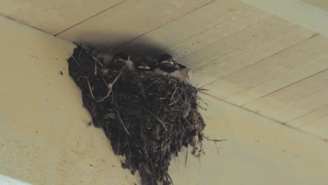 Swallow-chicks-are-waiting-to-be-feed