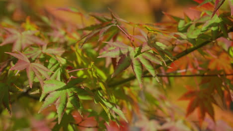 hojas verdes de arces japoneses que se vuelven rojas durante la temporada de otoño