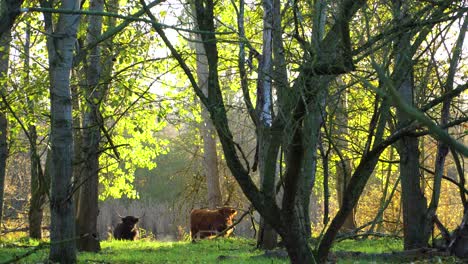 black and brown haired scottish highland cows in sunny nature reserve