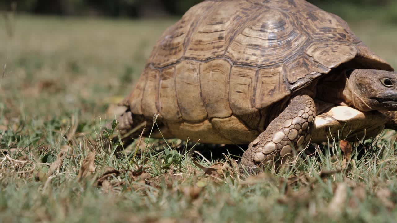 Close up view of Leopard Tortoise on grass walking out of full frame