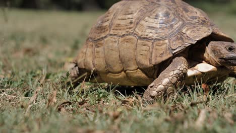 close up view of leopard tortoise on grass walking out of full frame