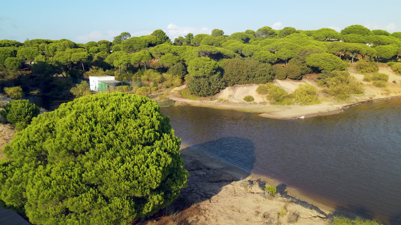 pequeño río que fluye a través de la hermosa naturaleza de dunas de la ciudad de el rompido y el bosque de pinos de piedra durante el día