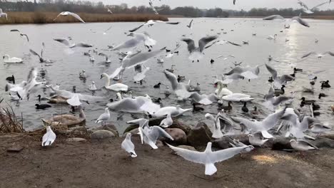 bandada de pájaros alimentados y peleando por comida en el lago, cámara lenta