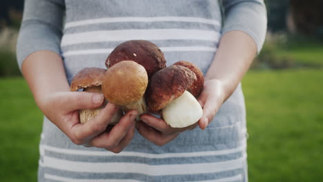 Las-Manos-De-Una-Mujer-Sostienen-Varios-Hongos-Porcini-Grandes,-Un-Ingrediente-Delicioso-En-Muchos-Platos