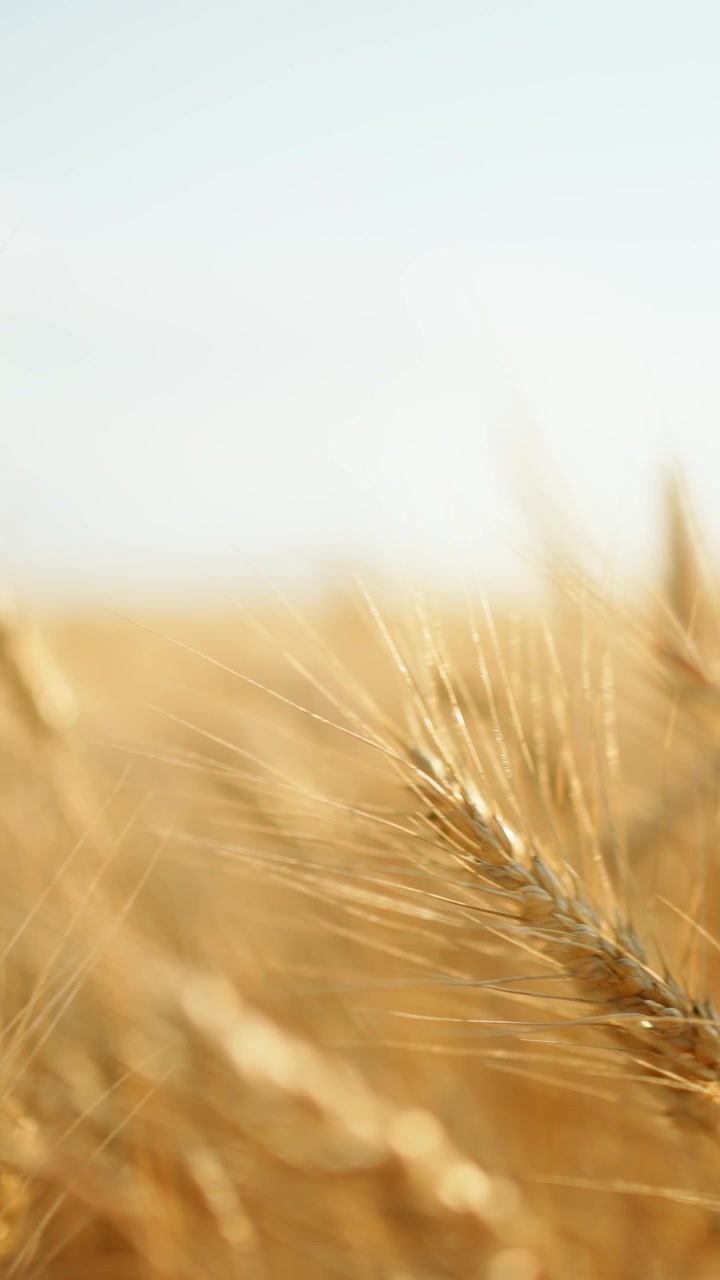 Spighe di grano dorate che ondeggiano in un campo soleggiato