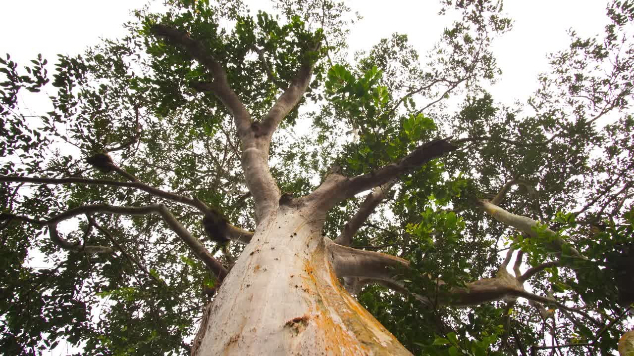 Dolly out in horizontal motion from the base of a tall Amazonian tree, shot from a nadir angle showing trunk and canopy