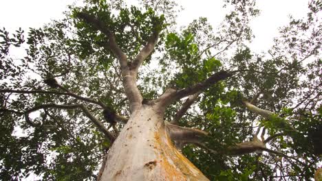 dolly out in horizontal motion from the base of a tall amazonian tree, shot from a nadir angle showing trunk and canopy