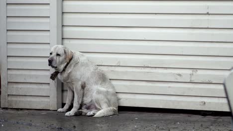 white dog frightened by rain and thunderstorm