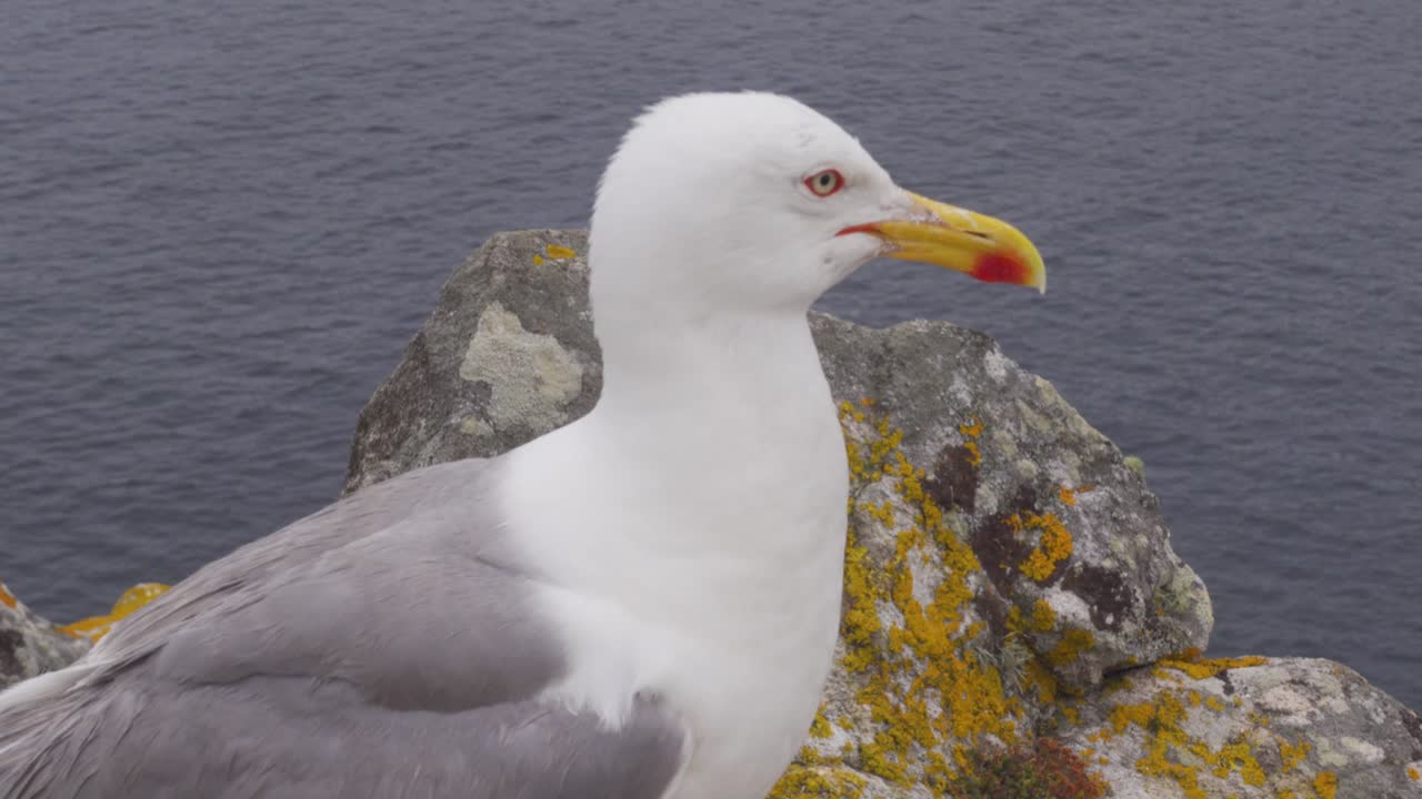 Nahaufnahme einer Möwe auf einem Felsen, die sich auf den Islas Cies, Spanien, umschaut.