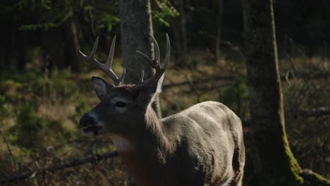 Eating-Red-Deer-Male-During-Sunny-Day-In-Protected-Park-In-Parc-Omega-Safari,-Canada