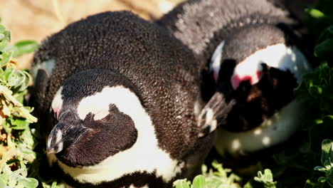 un lindo par de pingüinos africanos durmiendo juntos en la vegetación costera, primer plano