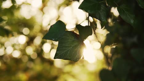 sol brillando a través de hojas verdes en un hermoso paisaje en otoño