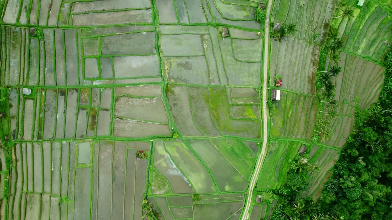 imágenes aéreas de drones en 4k: terrazas de arroz de jatiluwih verde unesco, ubud, bali