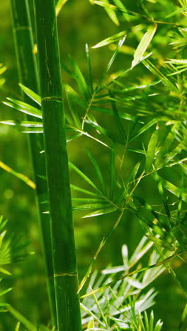 close up of green bamboo stalks and leaves