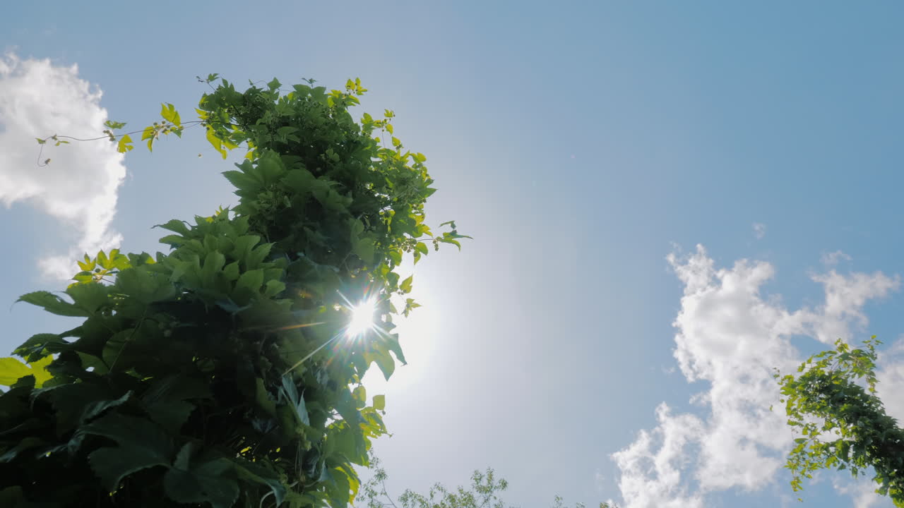 el sol brilla a través de las hojas de lúpulo en una granja donde se cultiva lúpulo cervecero