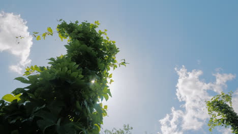 el sol brilla a través de las hojas de lúpulo en una granja donde se cultiva lúpulo cervecero