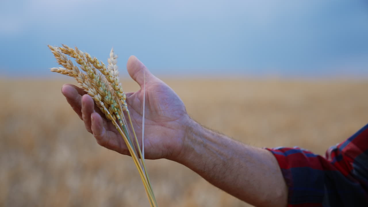 A few yellow ripe ears of wheat in the male hands. Farmer holding spikelets carefully with love. Close up. Blurred backdrop.