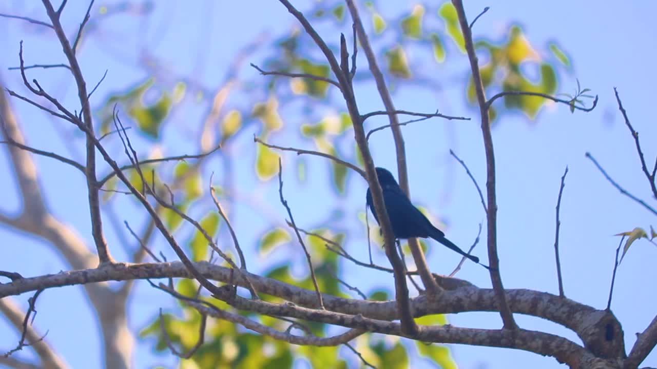 푸른 하늘을 배경으로 나뭇가지에 앉아 있는 장엄한 드롱고 새
