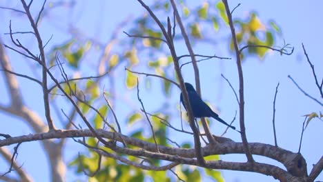 majestuoso pájaro drongo sentado en las ramas de los árboles contra el cielo azul