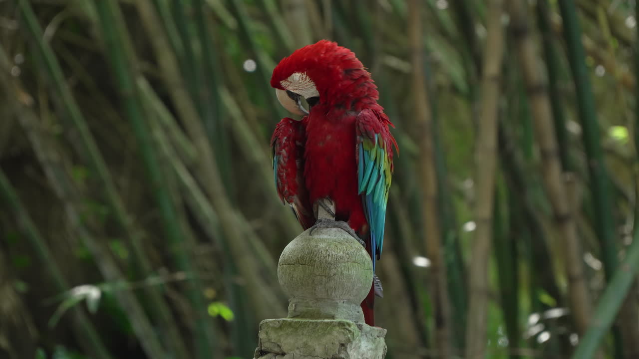 Red and Green Macaw or Green-Winged Macaw Preens Feathers Perched on Stony Post in Bamboo Grove at Bali Safari and Marine Park in Siangan - parallax shot