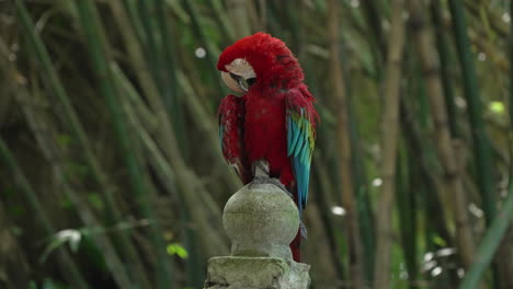 red and green macaw or green-winged macaw preens feathers perched on stony post in bamboo grove at bali safari and marine park in siangan - parallax shot