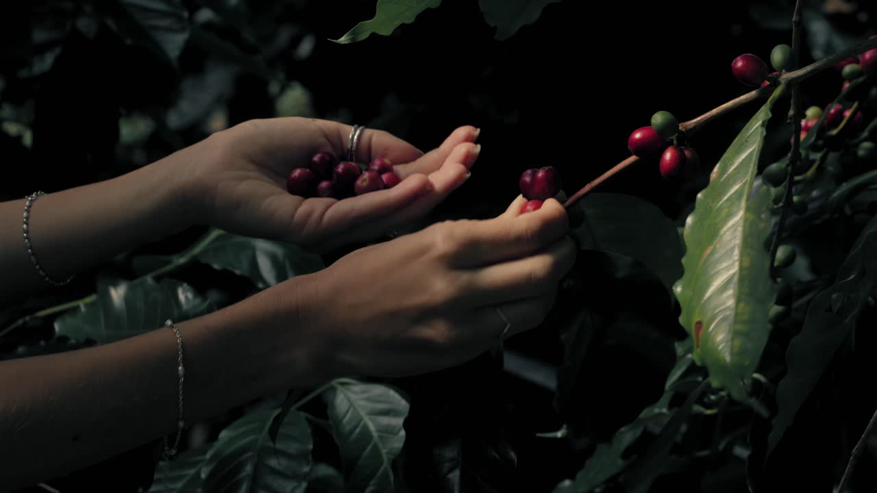 Woman Harvesting Coffee Cherries