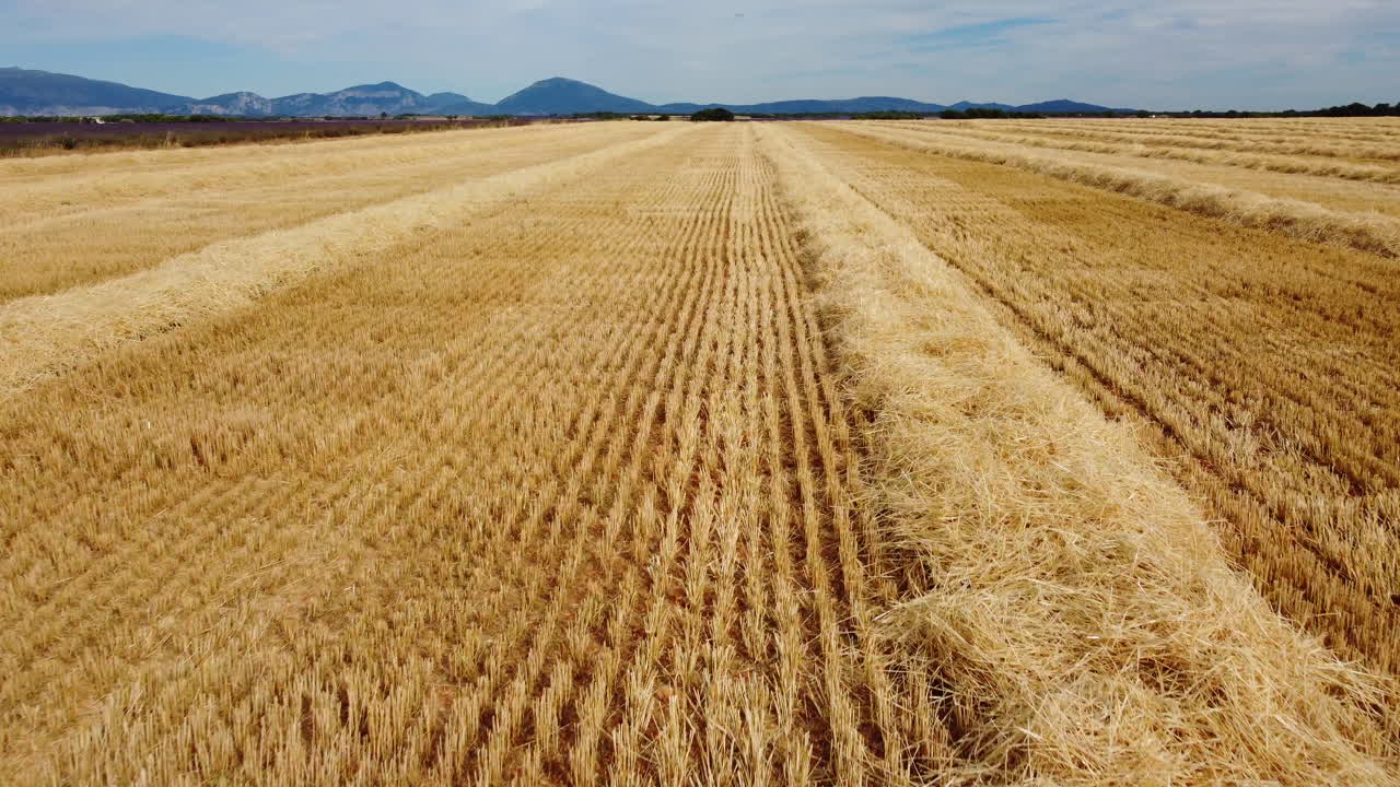 grano cosechado campo de trigo agricultura granja vista aérea