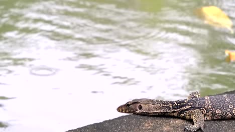 Große-Monitoreidechse,-Die-Im-Regen-Am-Fluss-Ruht,-Wobei-Tröpfchen-Auf-Den-Wster-Treffen