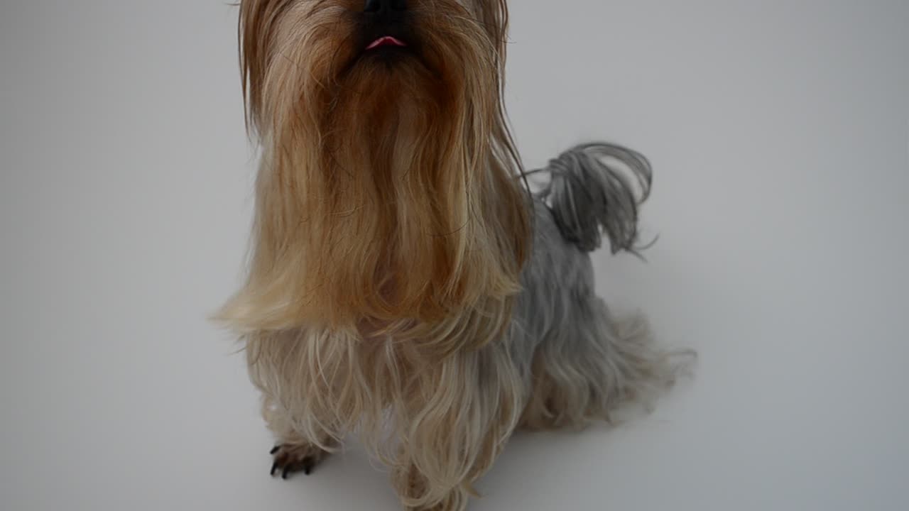 Yorkshire terrier på en hvid baggrund, en hund. Hundefotografering.