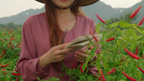 close-up-of-young-female-asiatic-farmer-checking-the-crop-in-red-hot-spicy-chili-pepper-plantation-wearing-chinese-bamboo-rice-hat-and-writing-down-note-on-her-notebook