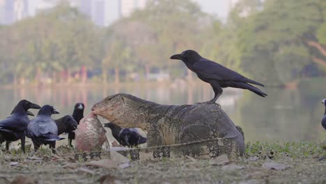 crow on komodo dragon with a fish