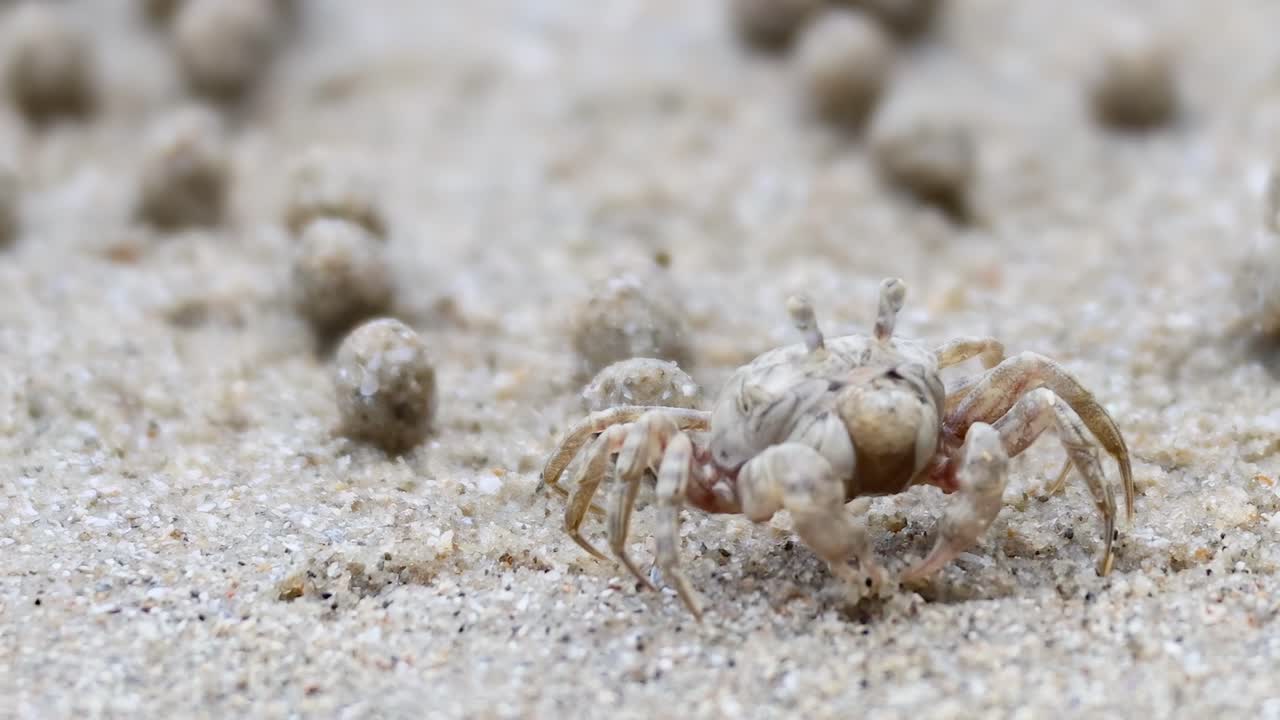 A detailed view of a small crab moving across a sandy surface, surrounded by sand balls.