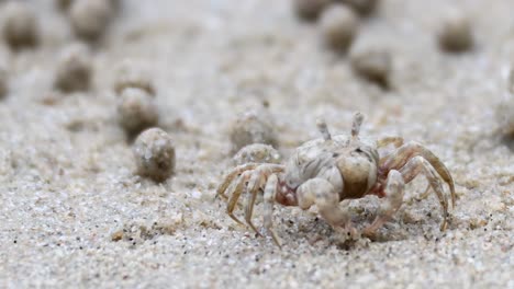 a detailed view of a small crab moving across a sandy surface, surrounded by sand balls.